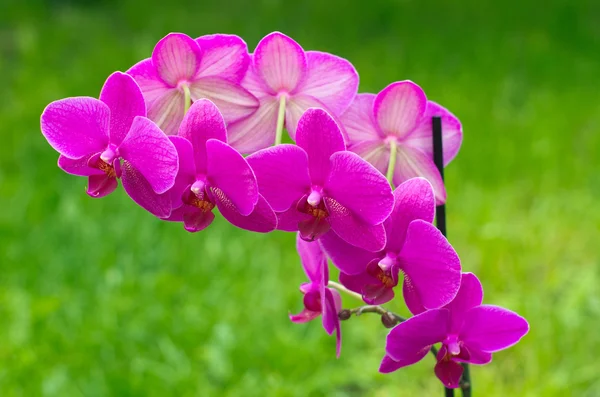 Vackra orkidé — Stockfoto