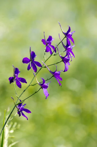 Blume auf dem Feld — Stockfoto