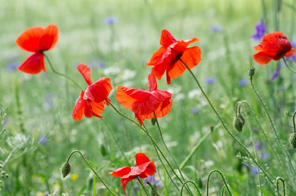 Stock image Red poppy