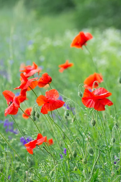 stock image Red poppy