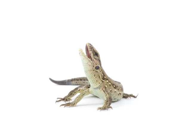 Lagarto — Fotografia de Stock