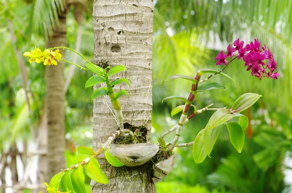 stock image Orchid