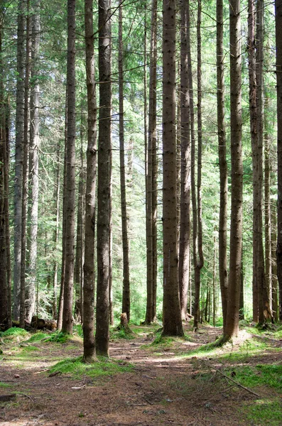 stock image Forest