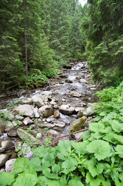 stock image Forest