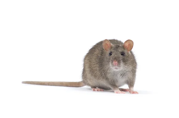 Szczur na biały — Zdjęcie stockowe