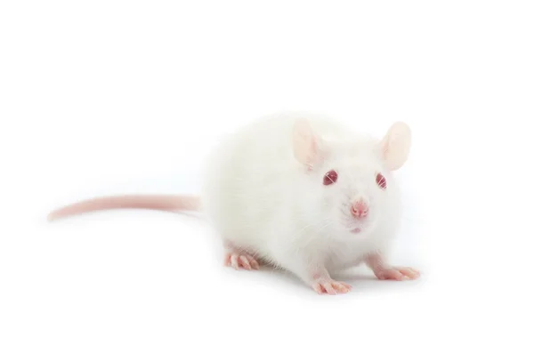 Rat på vit — Stockfoto