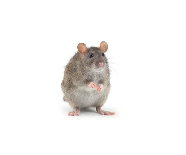Крыса на белом — стоковое фото