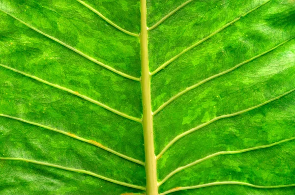 stock image Leaf texture