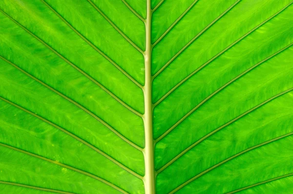 Tekstura liści — Zdjęcie stockowe