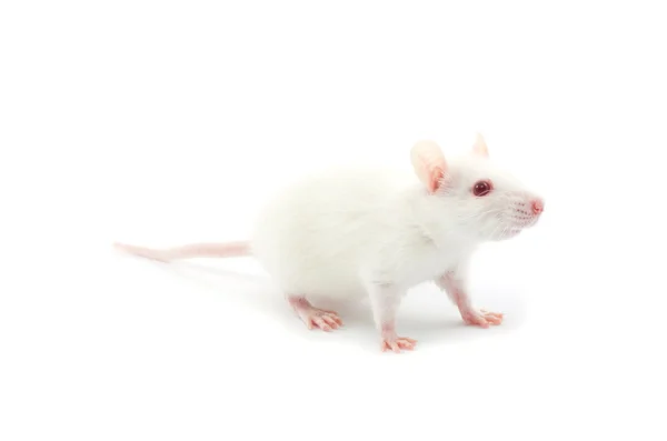 Fehér patkány — Stock Fotó
