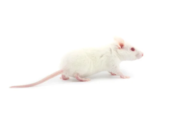 쥐. — 스톡 사진