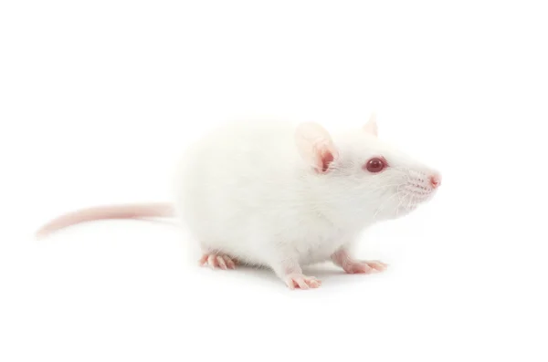 Rata blanca — Foto de Stock