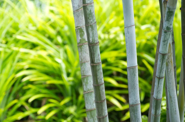 Bambusz — Stock Fotó