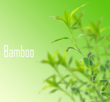 Bambu.