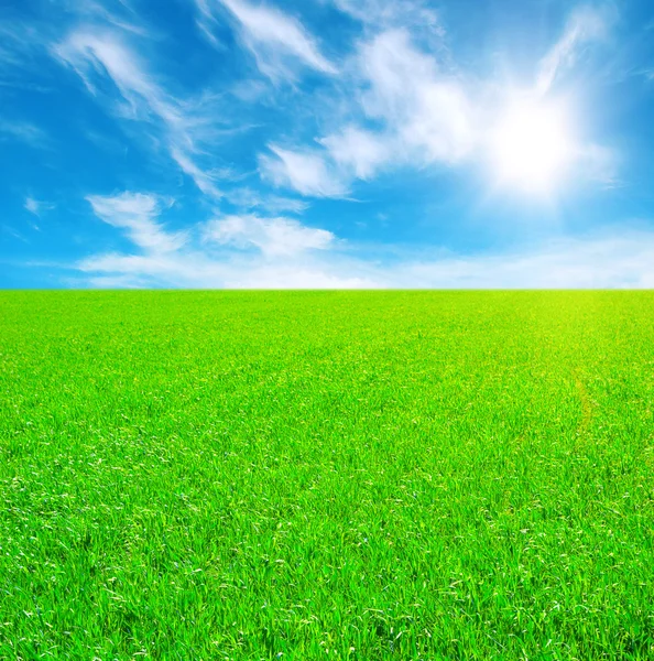 Pole trawy i błękitne niebo — Zdjęcie stockowe