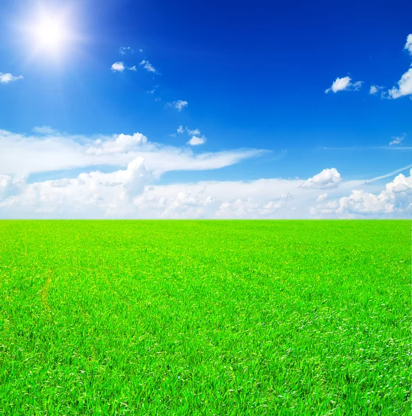 Veld van gras en blauwe lucht — Stockfoto