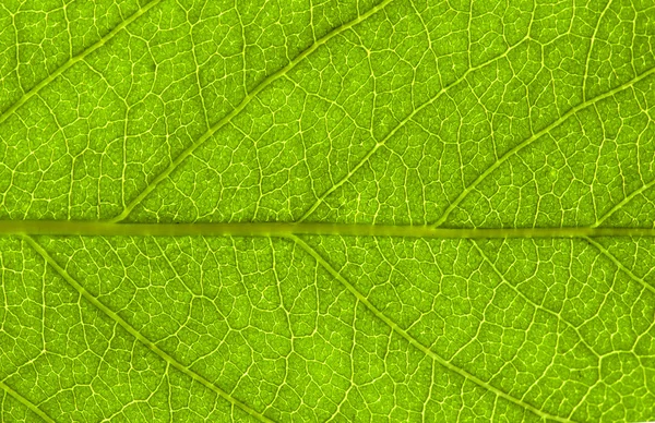 Yaprak Arkaplanı — Stok fotoğraf