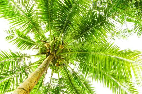 Listy palmy — Stock fotografie