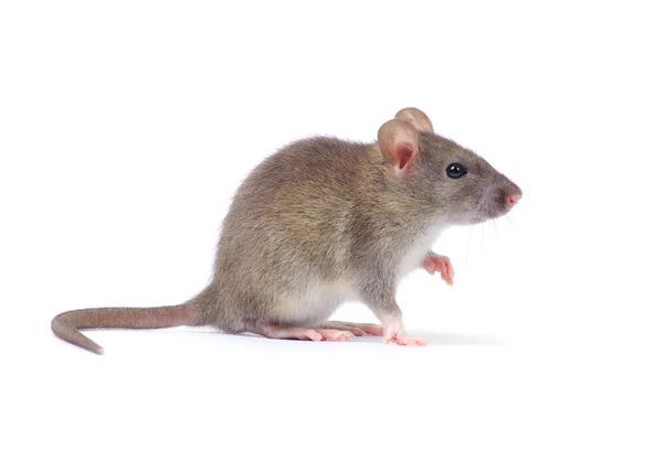Rato . — Fotografia de Stock