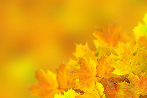 Hösten blad — Stockfoto
