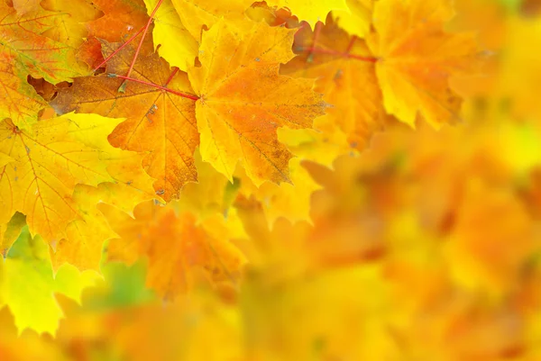 Jesienią liście — Zdjęcie stockowe