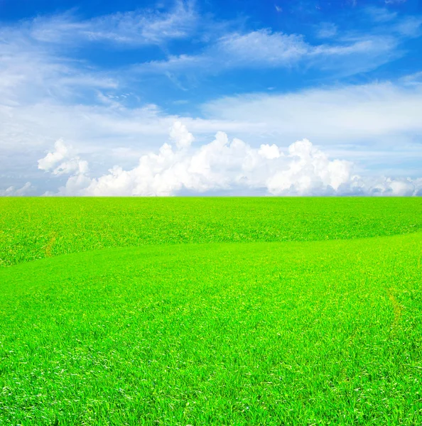 Veld van gras en blauwe lucht Stockfoto