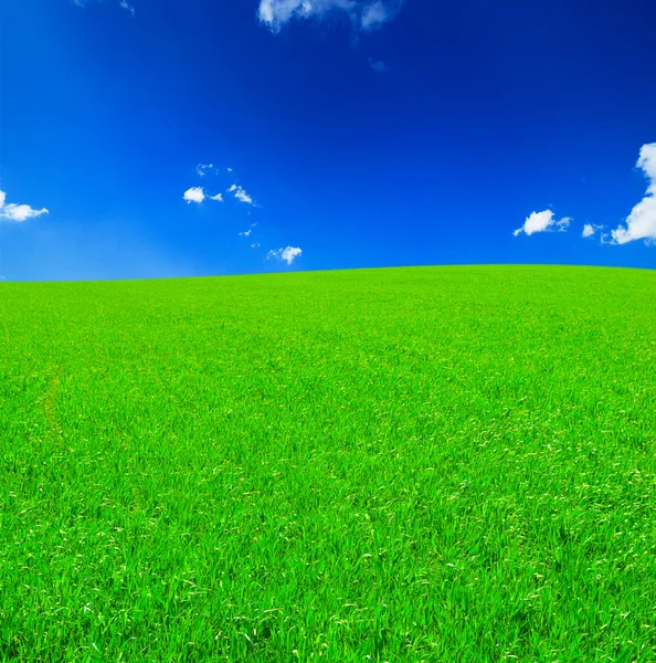 Pole trávy a modré oblohy — Stock fotografie