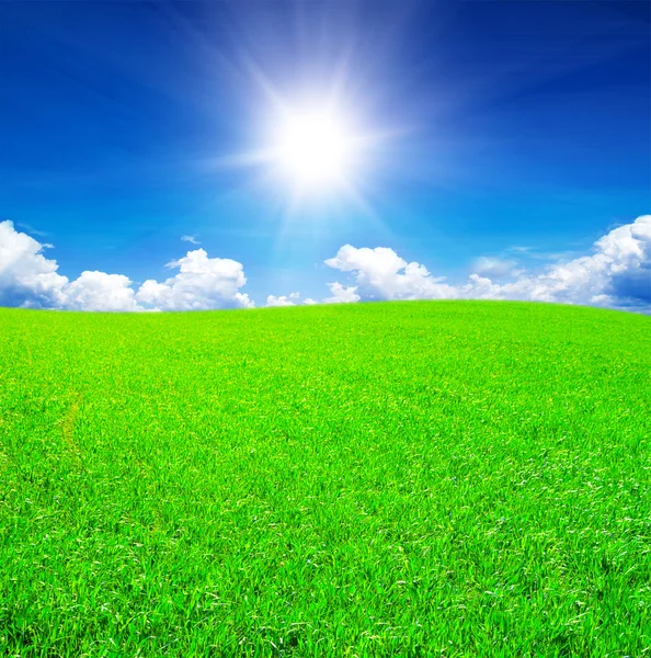 Поле травы и голубого неба — стоковое фото