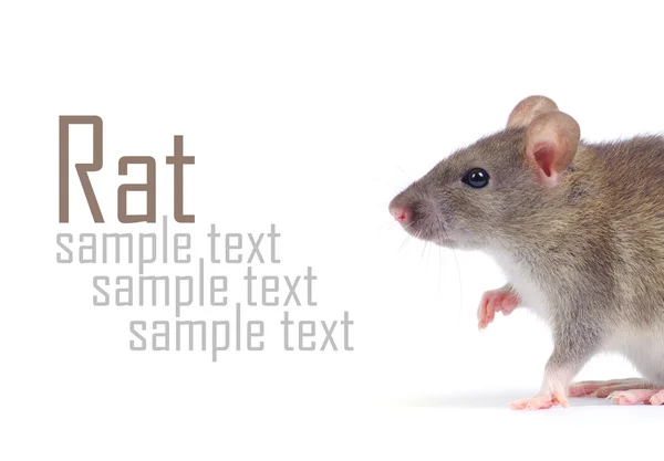 Rat. — Stock Photo, Image