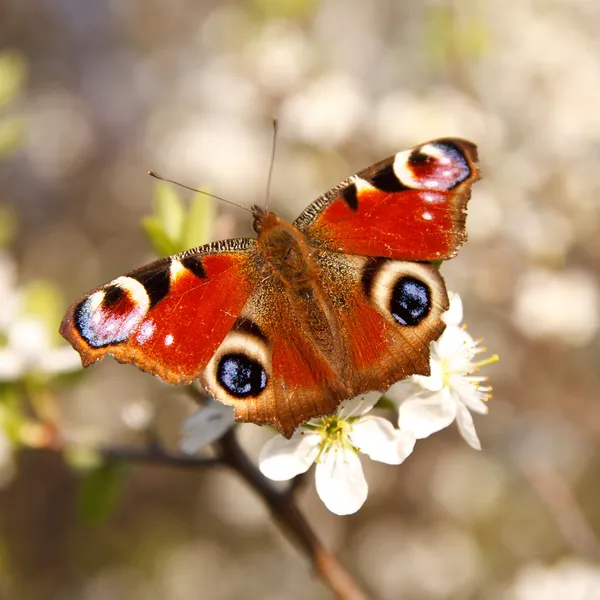 Бабочка на цветке абрикоса — стоковое фото
