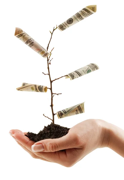 Pengar träd på sin hand av kvinnor. en symbol för ekonomisk framgång. Stockbild