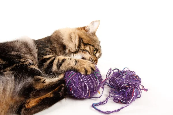 Kočka a míč vlákna — Stock fotografie