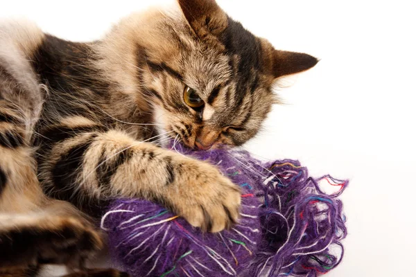 Gato e uma bola de fio — Fotografia de Stock