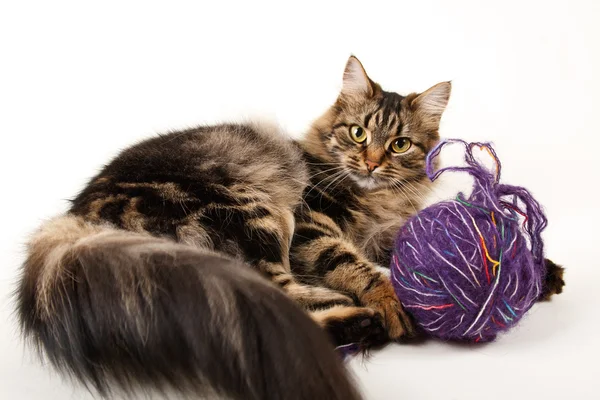 Kočka a míč vlákna — Stock fotografie