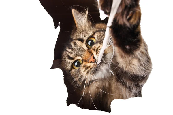 Katze blickt aus einem Papierloch, isoliert auf weißem Hintergrund — Stockfoto