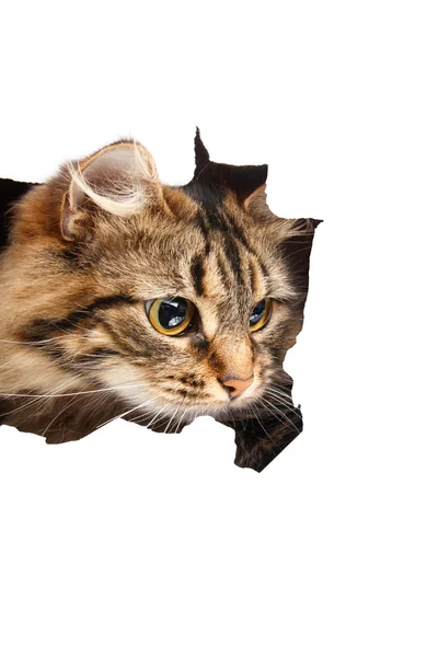 고양이 종이 구멍 보이는 흰색 배경에 고립 — 스톡 사진