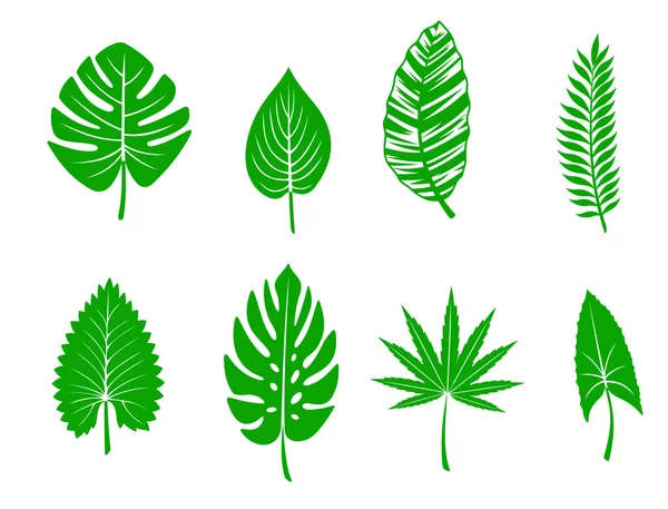 Green tropical leaves — Stock Vector