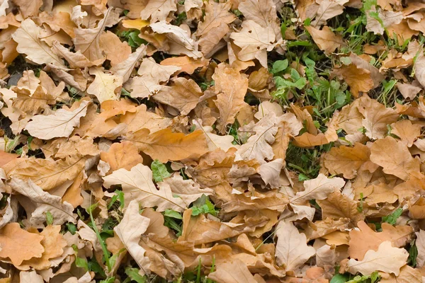 Automn suchych liści — Zdjęcie stockowe