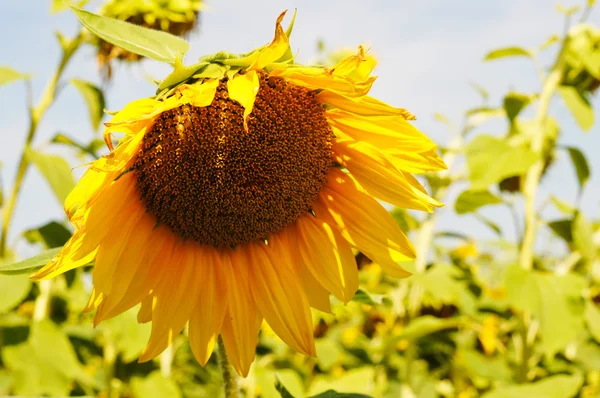 stock image Sunflower