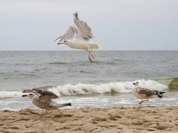 Seagulles — Φωτογραφία Αρχείου