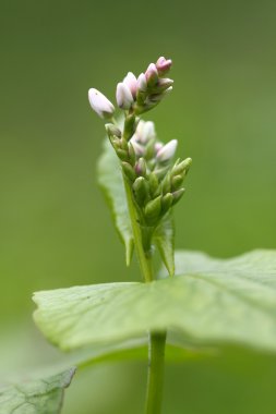 Buckwheat in blossom clipart