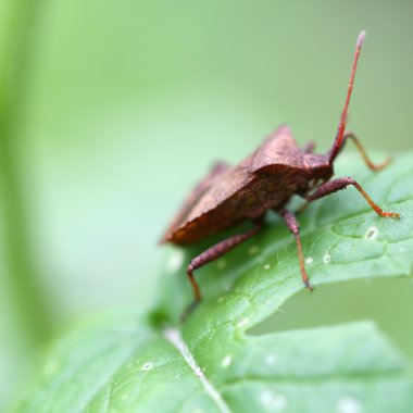 stinkbug clipart