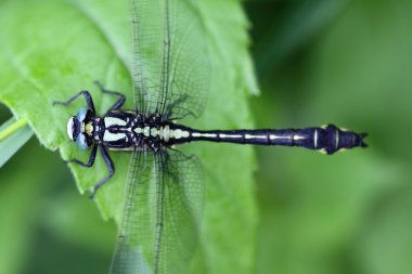 Damselfly clipart