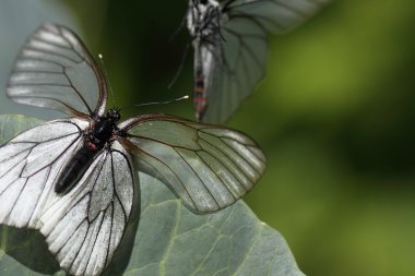 Beyaz butterfls