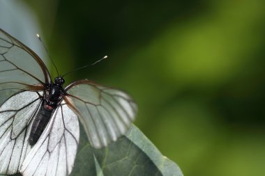 Beyaz butterfls