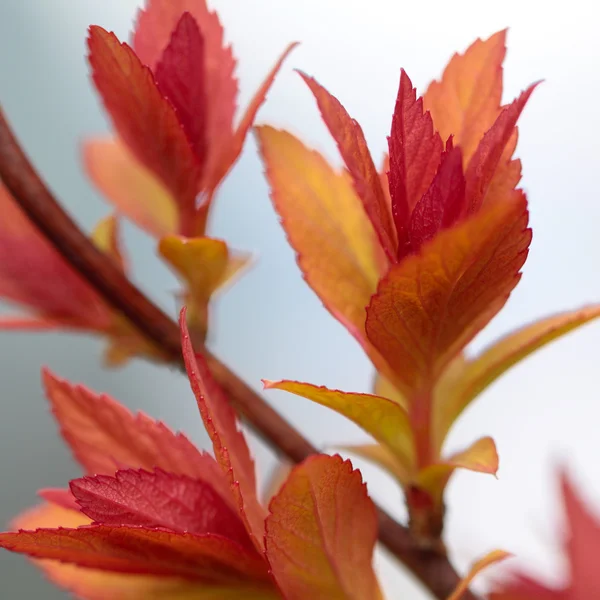 Röda fjädrar leafs — Stockfoto