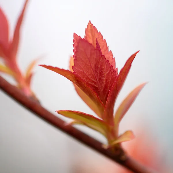 Rote Frühlingsblätter — Stockfoto