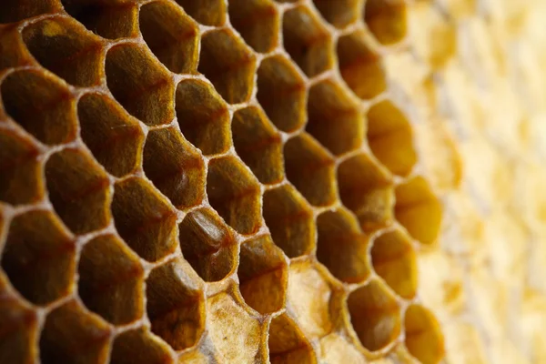 honey cells close-up
