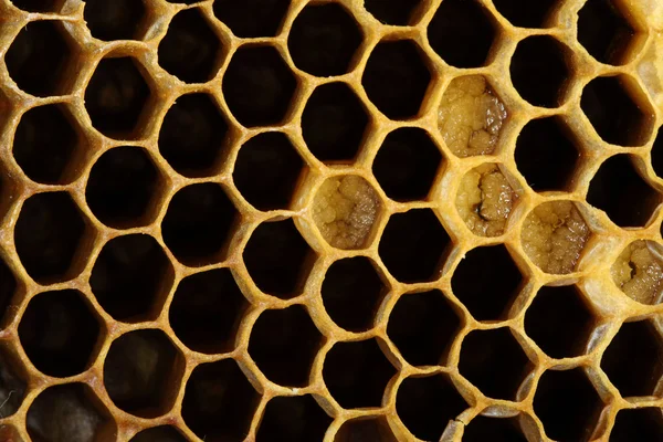Honey cells close-up — 스톡 사진