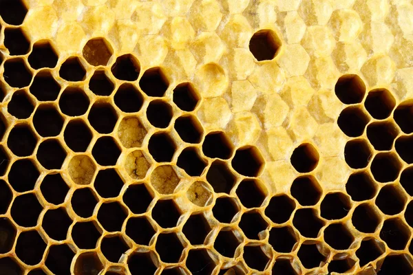 Honey cells close-up — Stock Fotó
